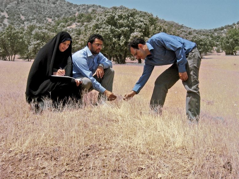 Wild Wheat Foraging Central Zagros Mountains in Western Iran