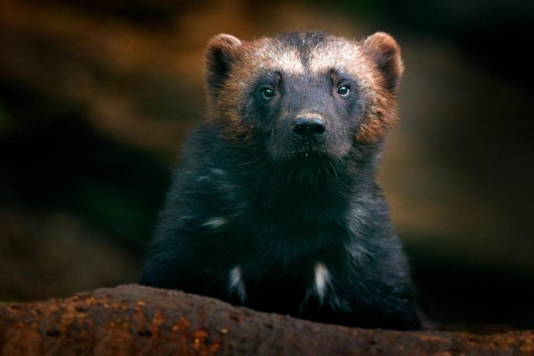 Wild Wolverine Close Up