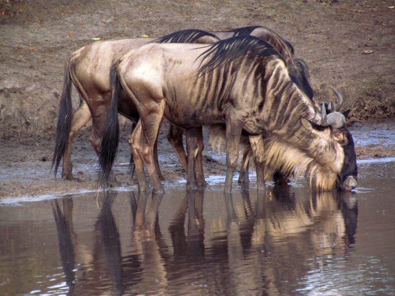Wildebeest at Watering Hole