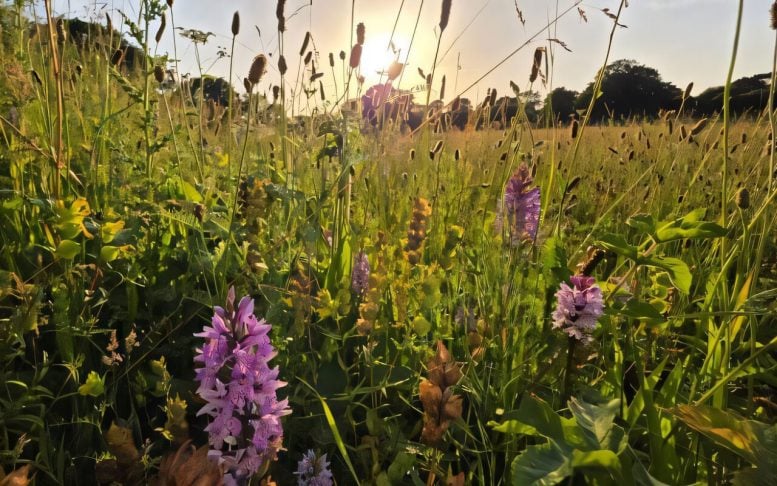 Wildflowers Bloom in Sayer’s Meadow
