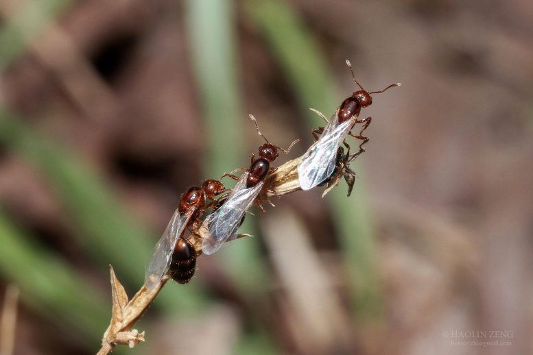 Winged Fire Ants