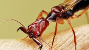 Winged Trap Jaw Ant Crop