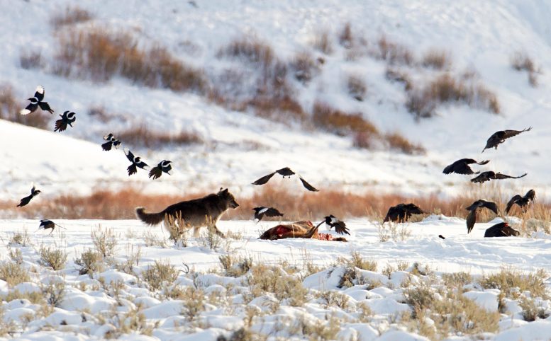 זאב, מגפים ועורבים ב-Carcass ליד Soda Butte, הפארק הלאומי ילוסטון