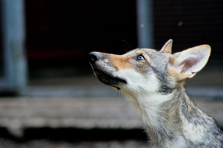 Wolf Pup Björk