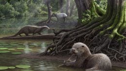 Wolf-Sized Otter Lived About 6 Million Years Ago