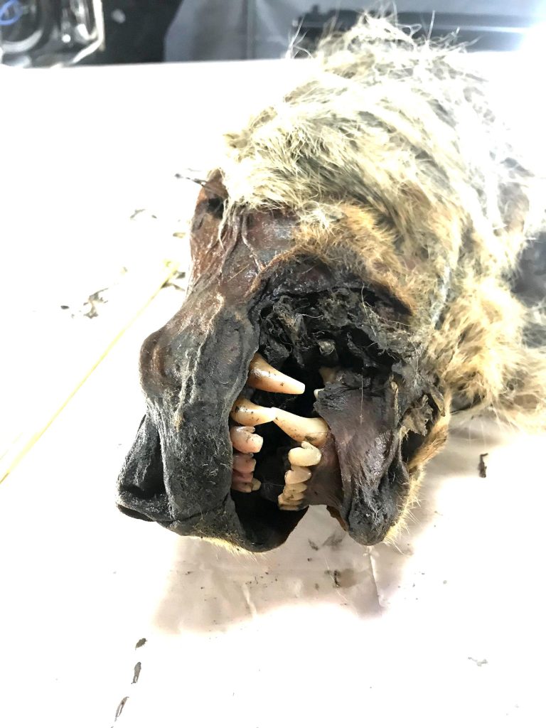 Wolf Skull From Yakutia