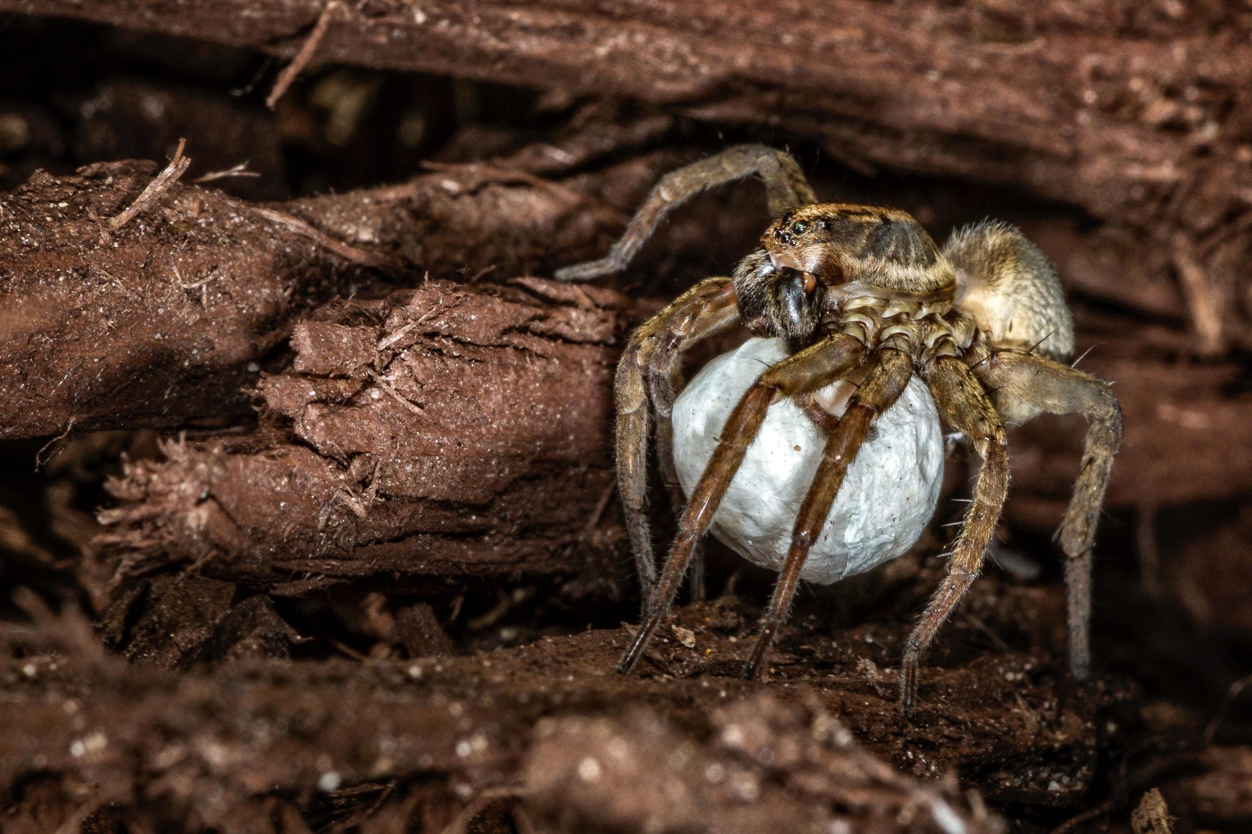 Wolf Spider With Egg Sac At Jerry Baughman Blog Wolf Spider With Egg Sac At Jerry Baughman Blog