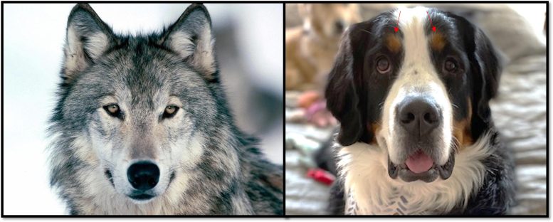Wolf and Dog Eyes