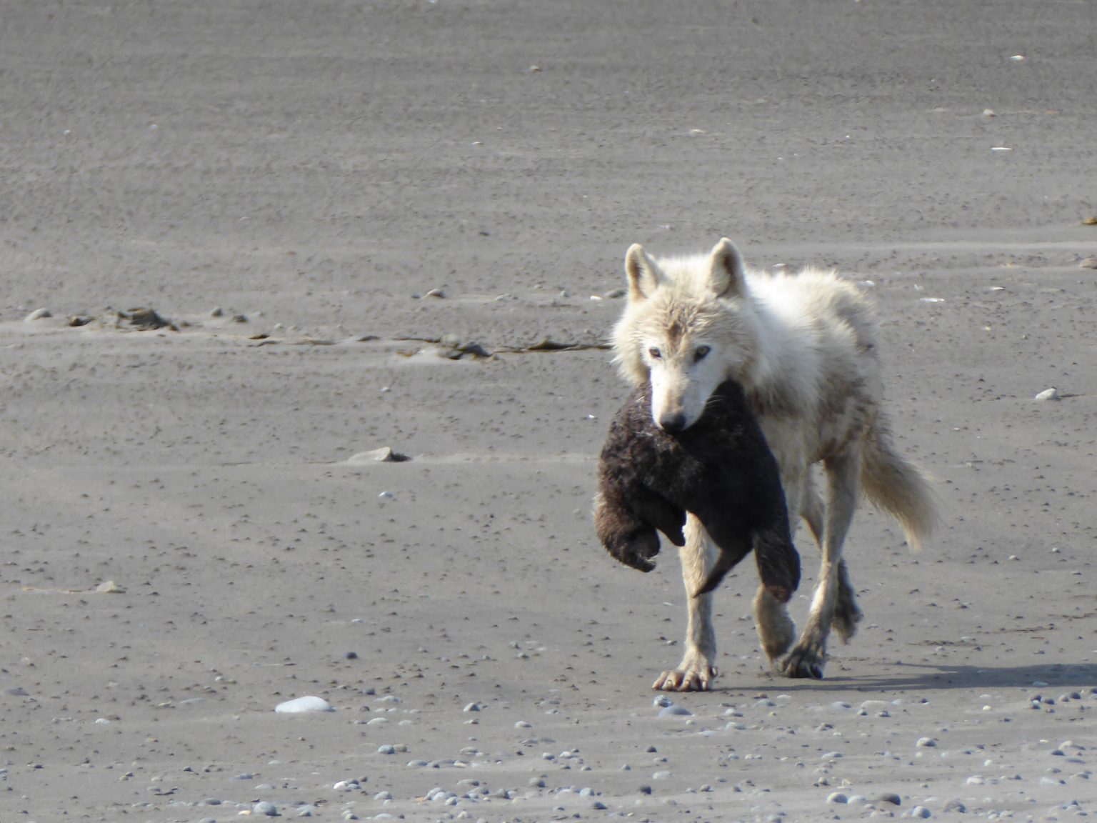 Breaking Nature’s Stereotypes: Researchers Observe Wolves Hunting Sea