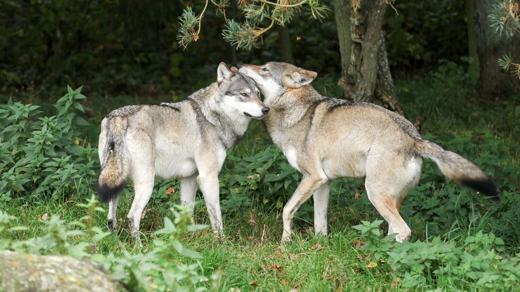 Wolves Mating Relatives.