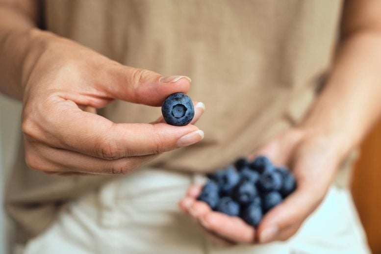 Eating Blueberries Linked to Subtle Gut Changes and Signs of Mood Improvement
