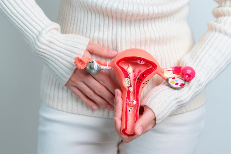 Woman Uterus Ovaries Problem