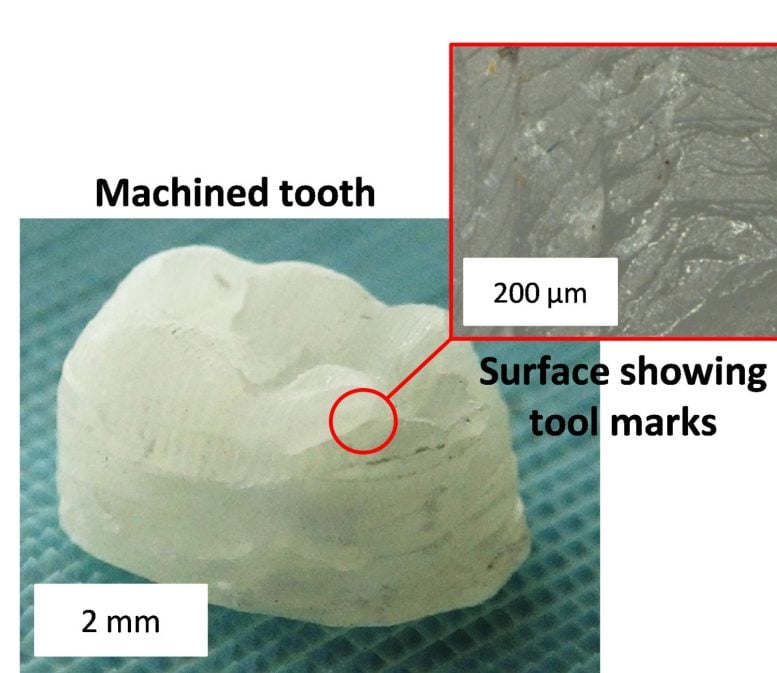 Wood Composite Shape of Tooth