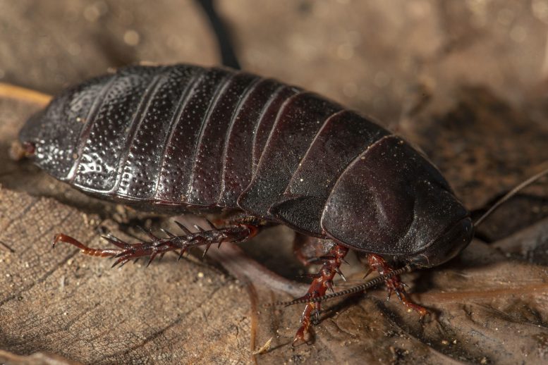 Wood Feeding Cockroach
