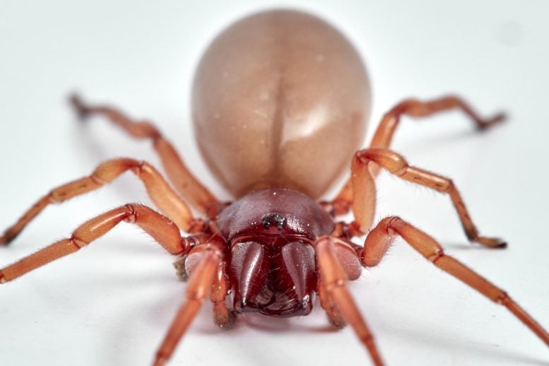 This Strange Spider Breaks Long-Standing Evolutionary Rules