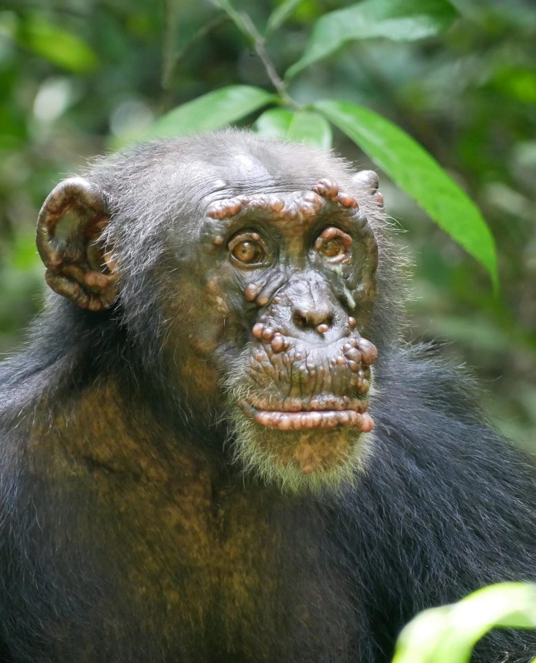 Woodstock Chimpanzee With Leprosy