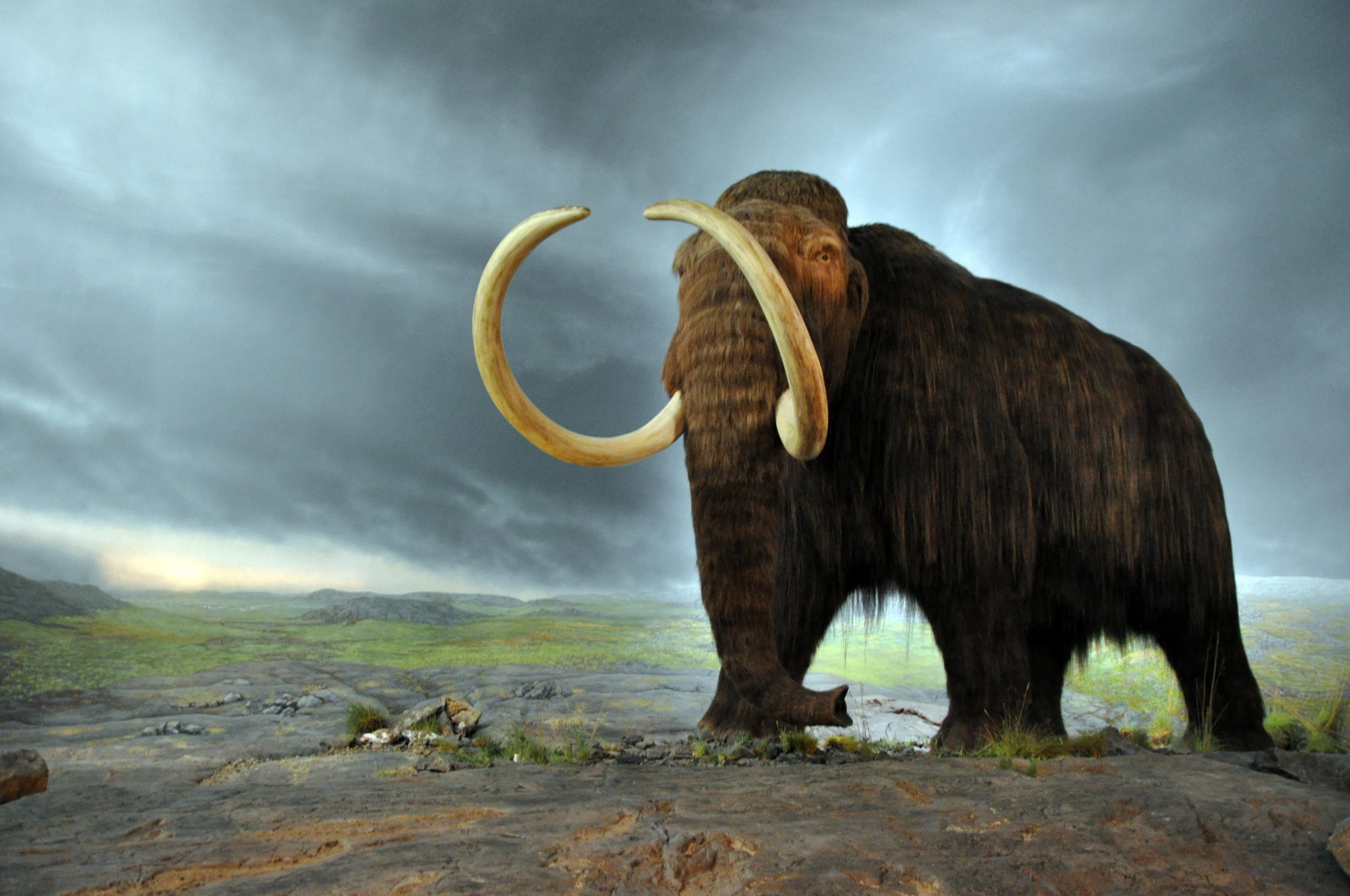 The first people in New England may have shared the landscape with wolly mammoths