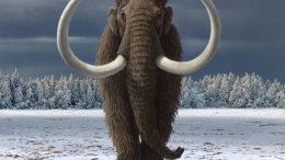 Woolly Mammoth Siberia