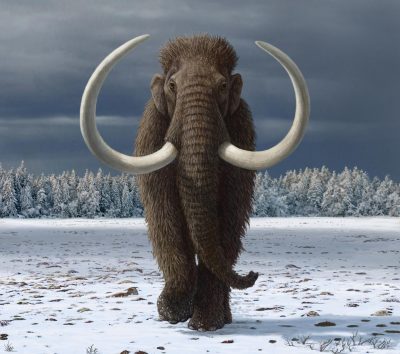Humans Had Significant Role in the Extinction of the Woolly Mammoth