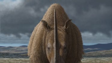 Woolly Rhinoceroses