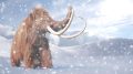 Wooly Mammoth