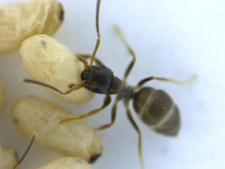 Worker Ant and Pupae