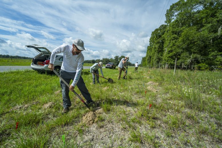 Workers Digging Roadside Milkweed Planting Holes