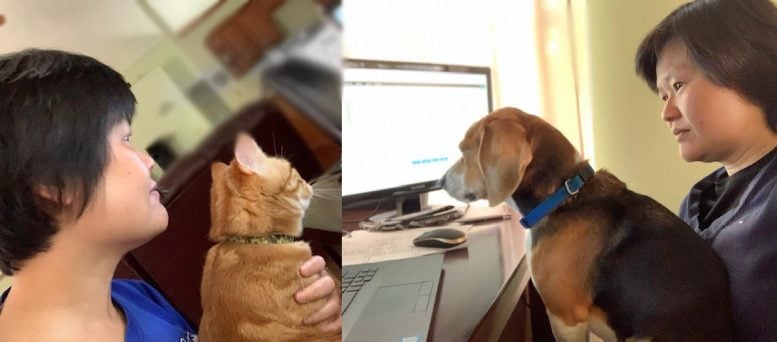 Working From Home With Pets