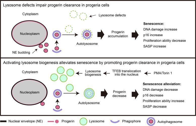 Working Model of the Mechanism by Which Counteracting Lysosome Defects Alleviates Cellular Senescence in HGPS
