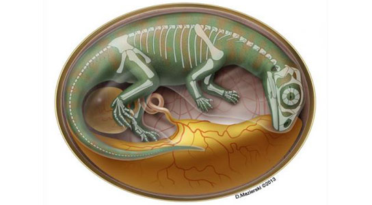 Worlds Oldest Dinosaur Bonebed Reveals How Dinosaur Embryos Grew and Developed