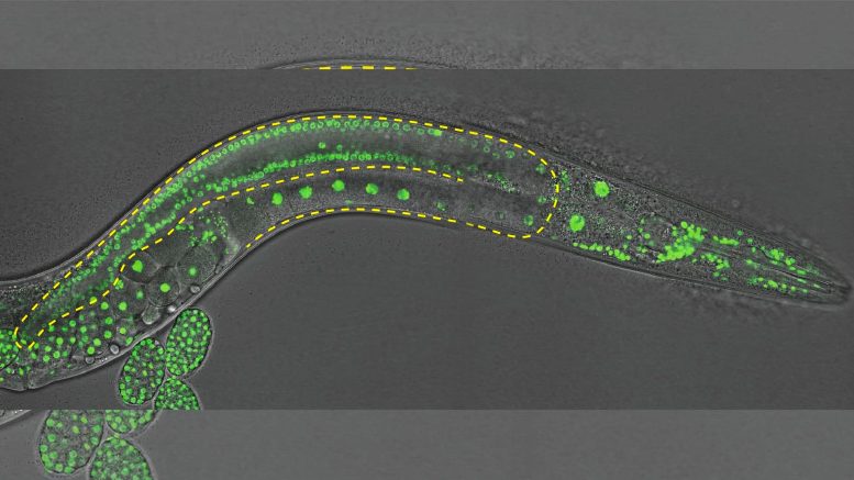 Worm Embryonic Cells Development Potential