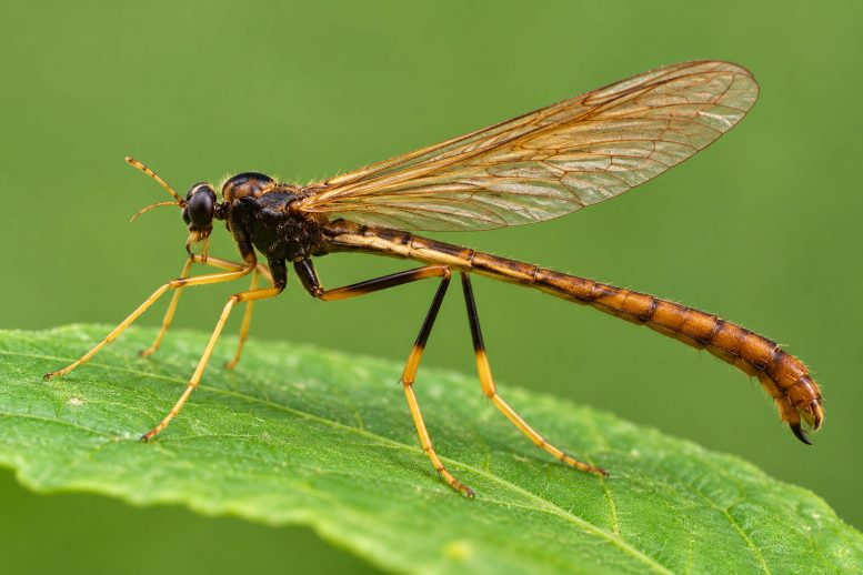 Wormlion Insect on Leaf