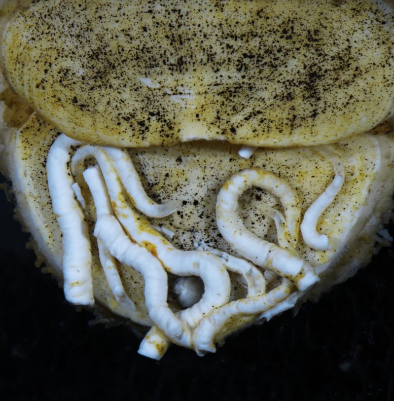 Worms on Tail Valve of Ferreiraella populi