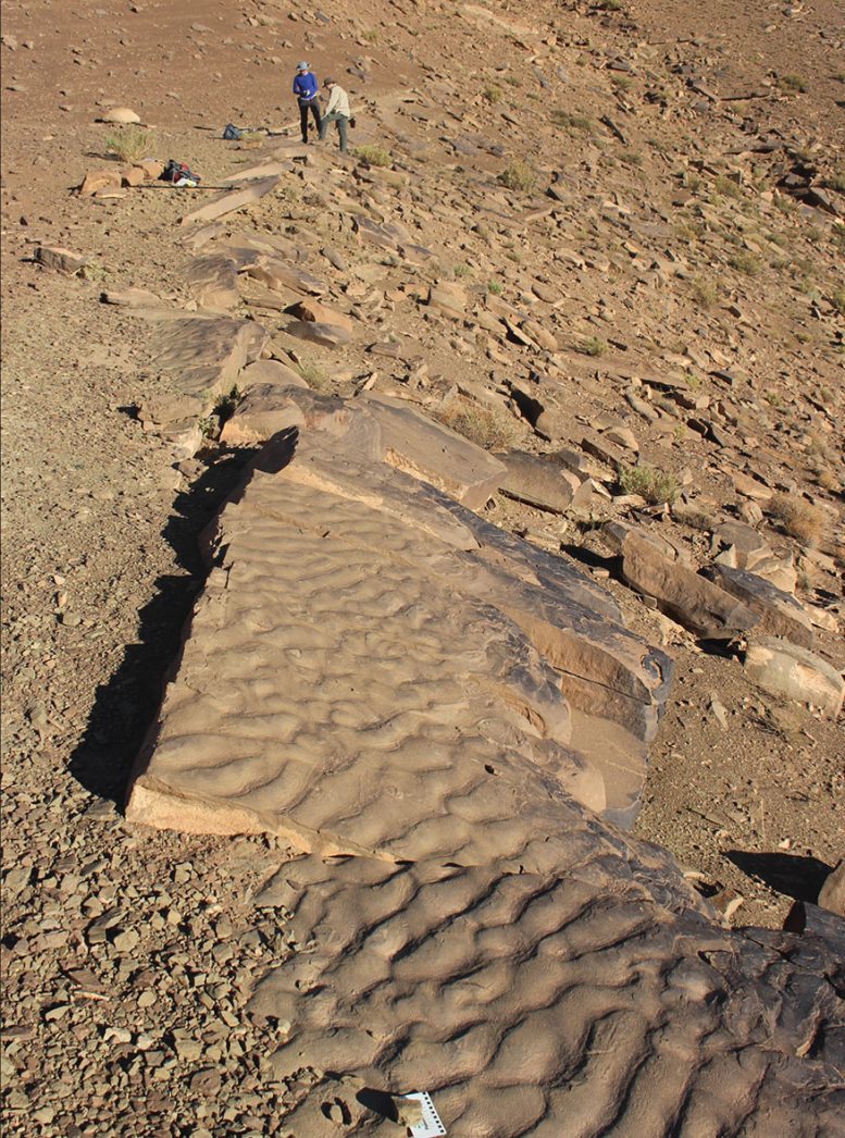 Wrinkle Structure Outcrop