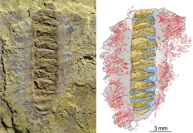 Wufengella Fossil
