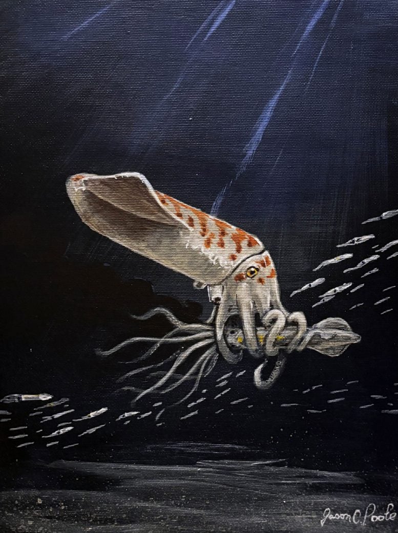 Wyoteuthis Linsterorum