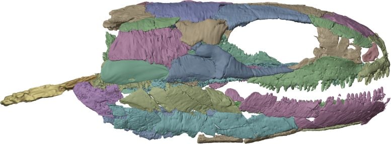 X Ray Reconstruction of Westlothiana