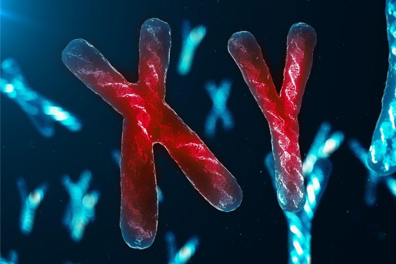Cromosomi XY