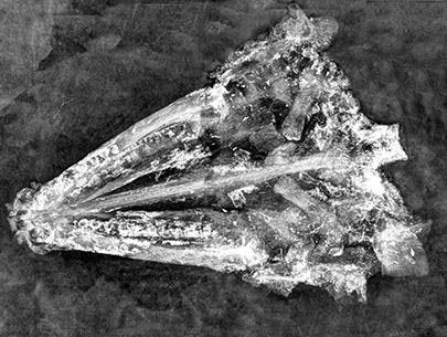 X-ray Gar Skull Fossil