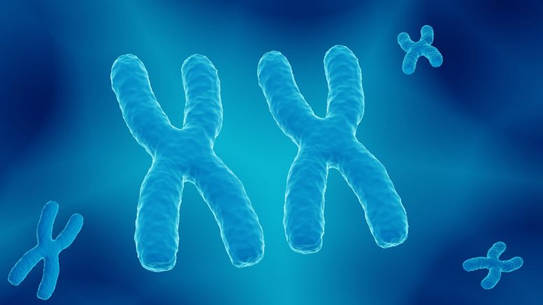 XX Female 23 Chromosome Pair