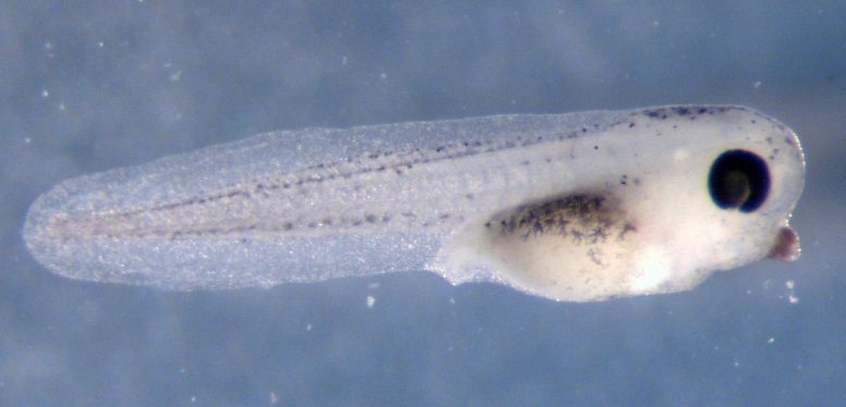 Xenopus Tadpole