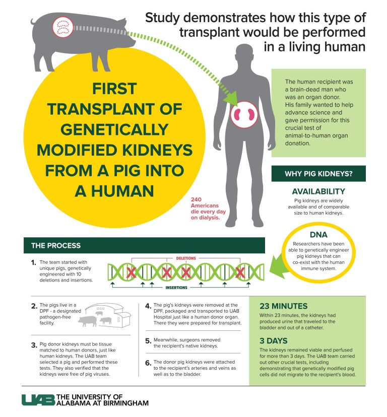 Scientists Successfully Transplant Two Kidneys From a Genetically ...