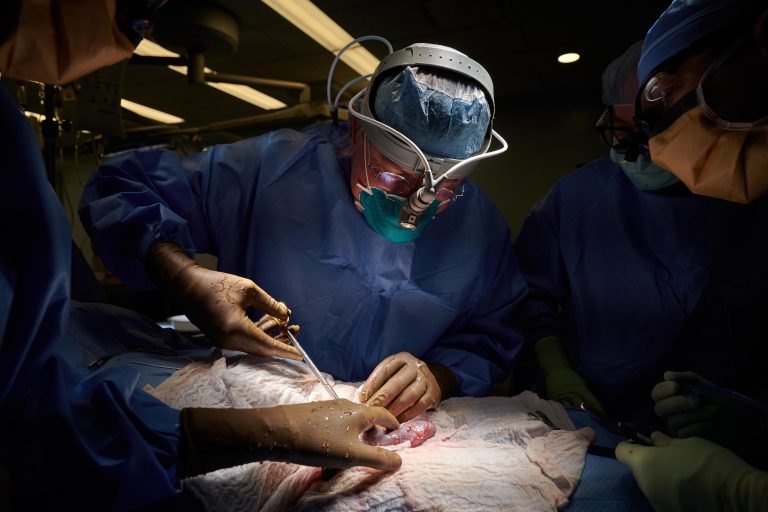Successful Xenotransplantation Surgery Engineered Pig