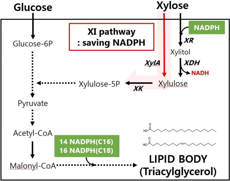 Xyloxic Metabolic Pathways