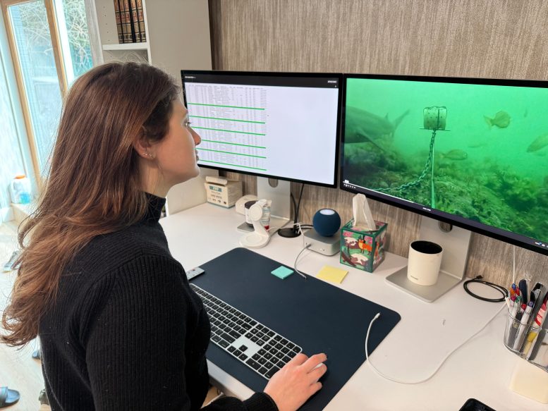 Yakira Herskowitz Analyzes Data