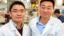 Yale Researchers Reveal Pathway of Resistance to Viral Infections in the Gut