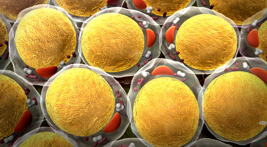 Yale Study Shows How Created Quickly New Fat Cells Are Created
