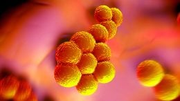 Yale Study Shows Tick Protein Helps Antibiotics Combat MRSA Superbug