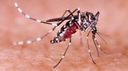 Yale Study Shows Zika Virus Causes Testicular Atrophy