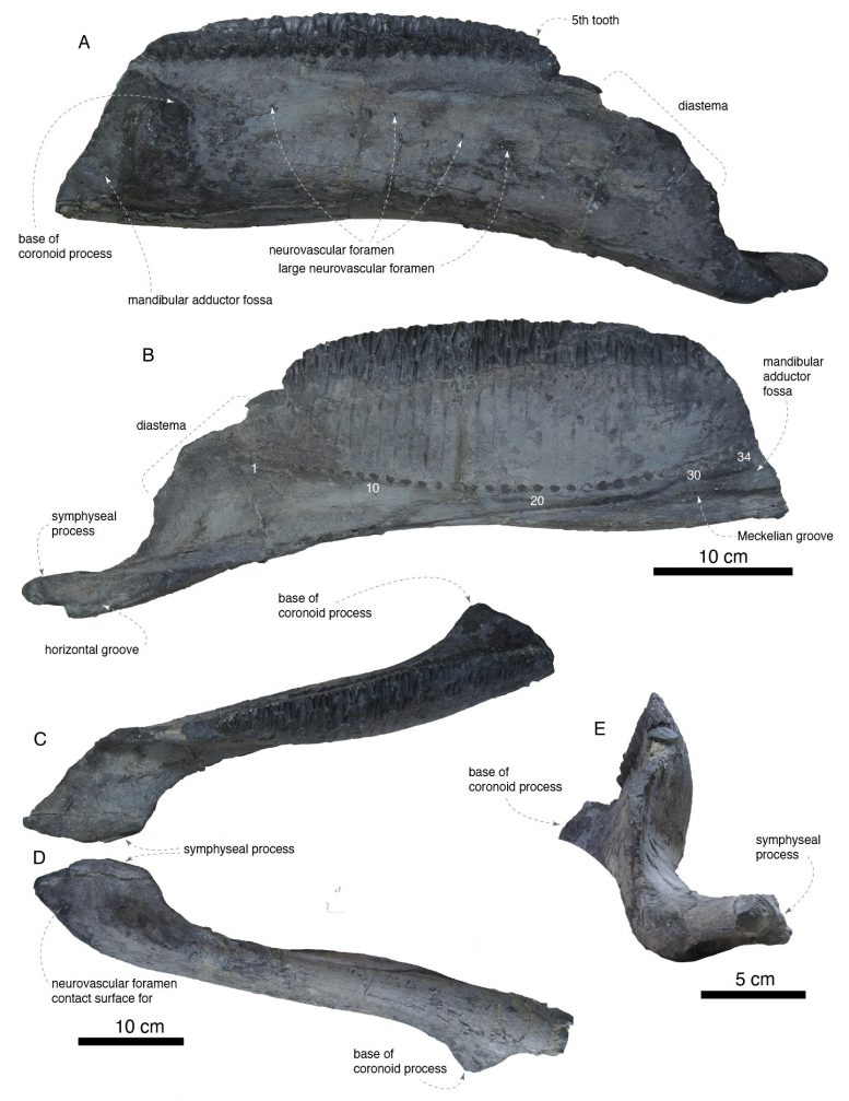 Yamatosaurus Dentary
